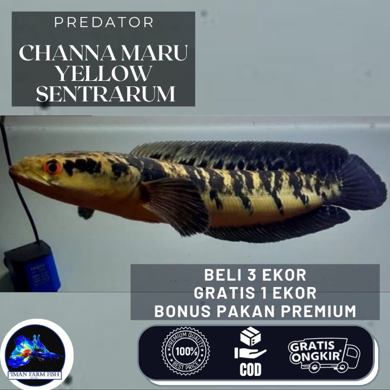Channa Maru YS , Blue Pulchra, Asiatica RSWS, WS Pure, Maru YS,Blue Andrao,Limbata Single Tank  Prog