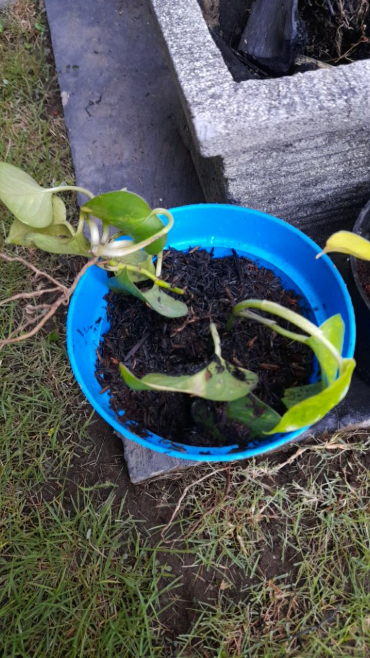 Tanaman Hias Gantung Scindapsus Pictus