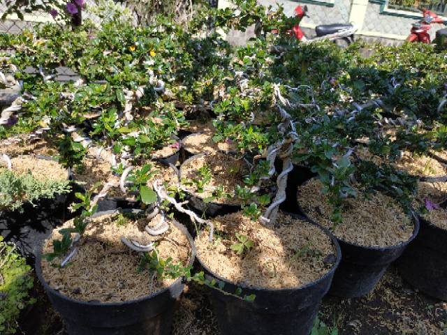 Bakalan Bonsai Hokianti