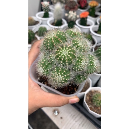 kaktus Noto notocactus cluster grafting