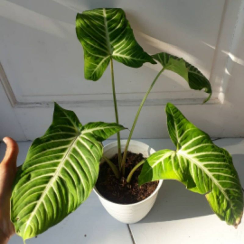 lindenii tanaman hias phyllotenium lindenii xanthosoma lindenii keladi zebra