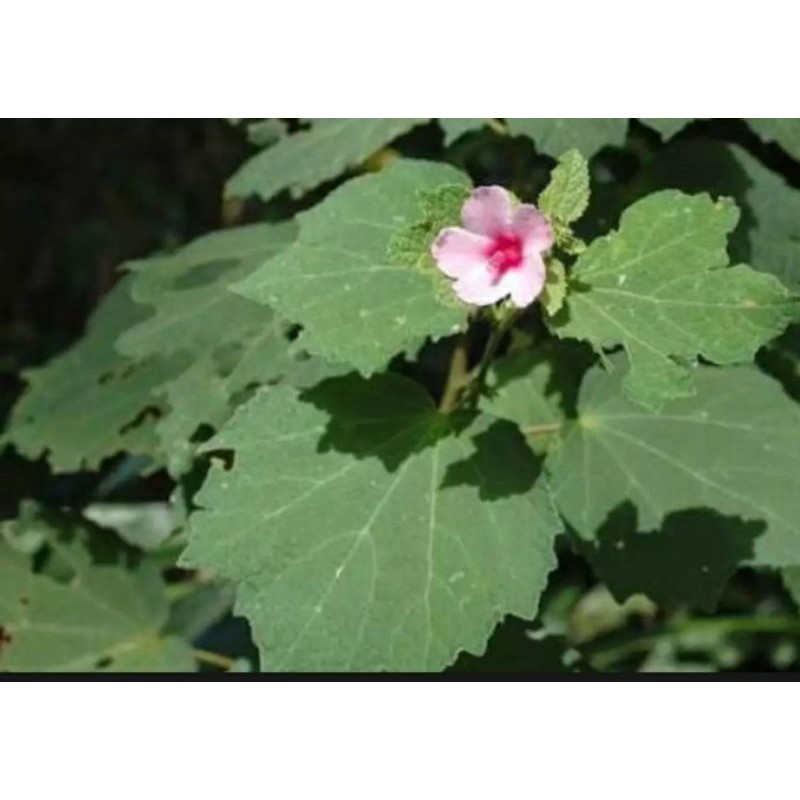 

Daun Pulutan 1 kg