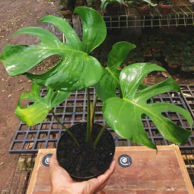 monstera deliciosa - bibit monstera deliciosa