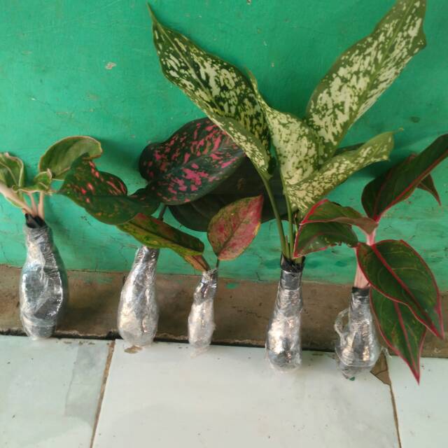 Paket aglonema murah 5 pohon aglonema, snow white,pink lipstick, red lipstick,Heng Heng,venus