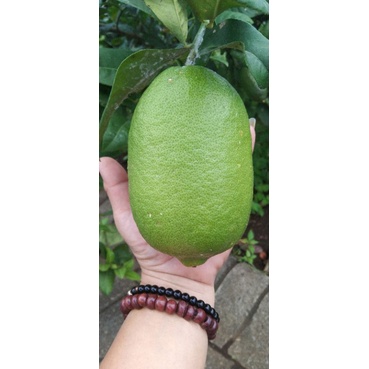 

Lemon Sigles Fresh langsung petik dari pohon