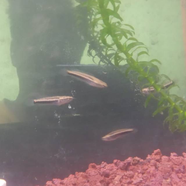 

Ikan Chana
