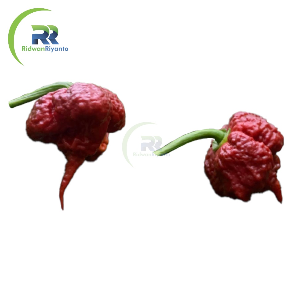 BIJI Benih Cabai CAROLINA REAPER CHOCO Cabe Terpedas Nomor 1 di Dunia Versi Guinness World Record