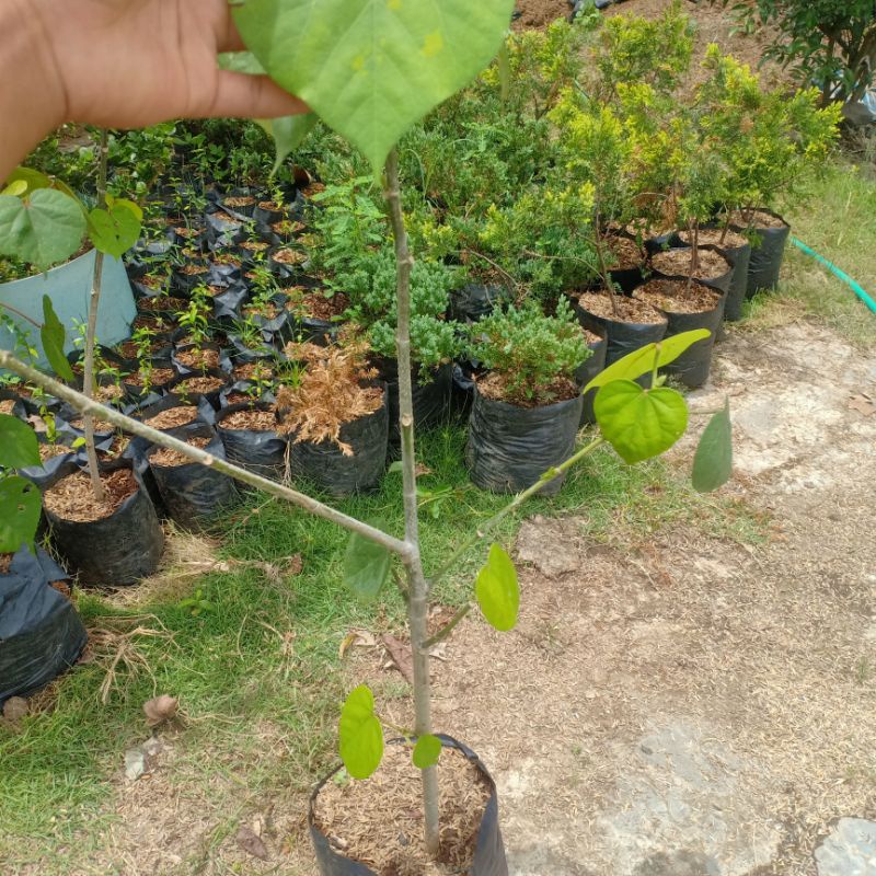 BIBIT BONSAI WARU INDIA