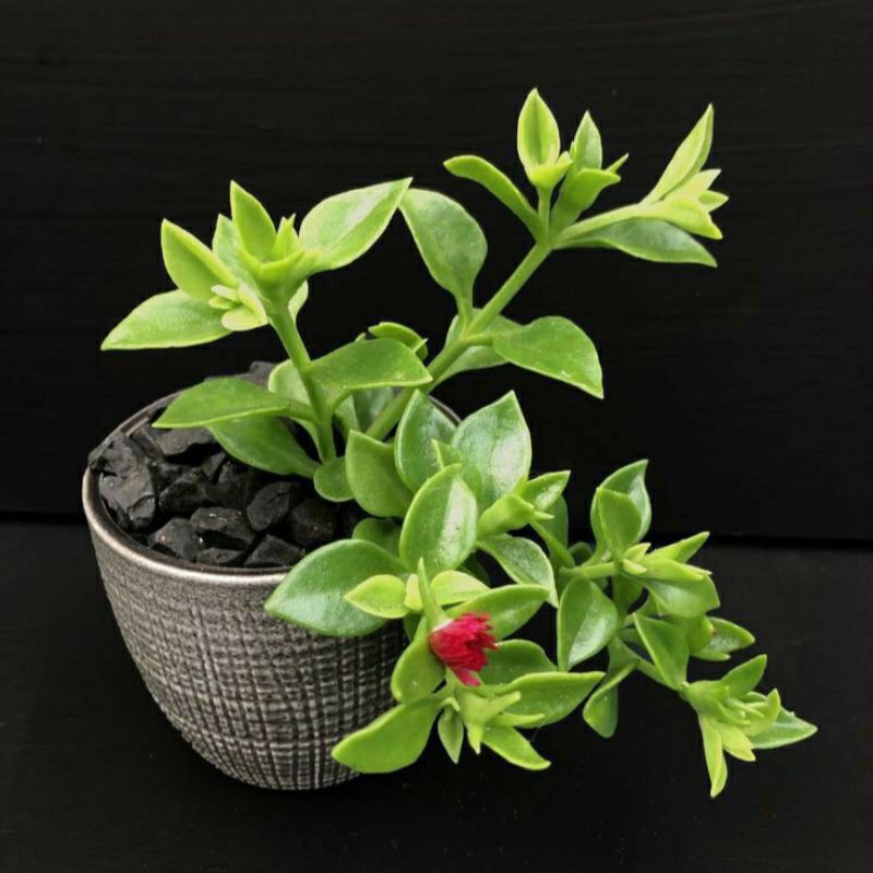 TANAMAN HIAS GANTUNG SUKULEN APTENIA CORDIFOLIA