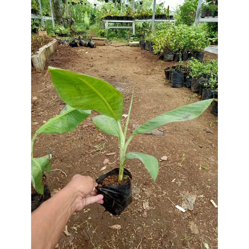 Bibit Pisang Barangan