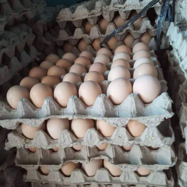 

Telur ayam negeri murah 1kg
