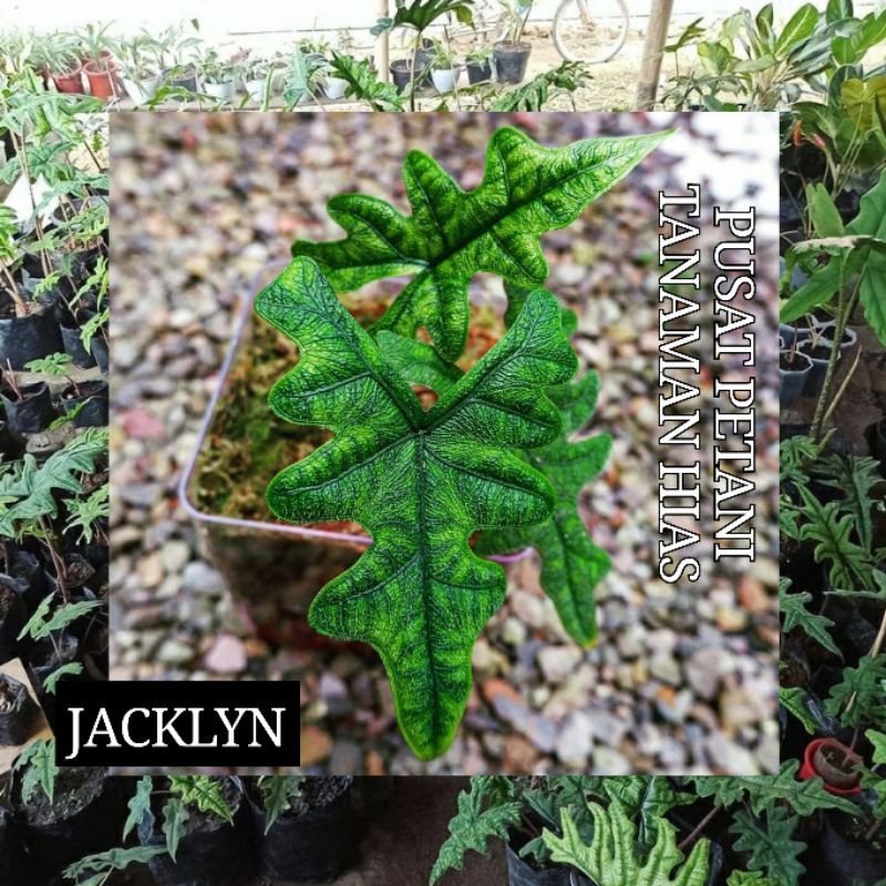 Promo alocasia jacklyn Bibit Bonggol