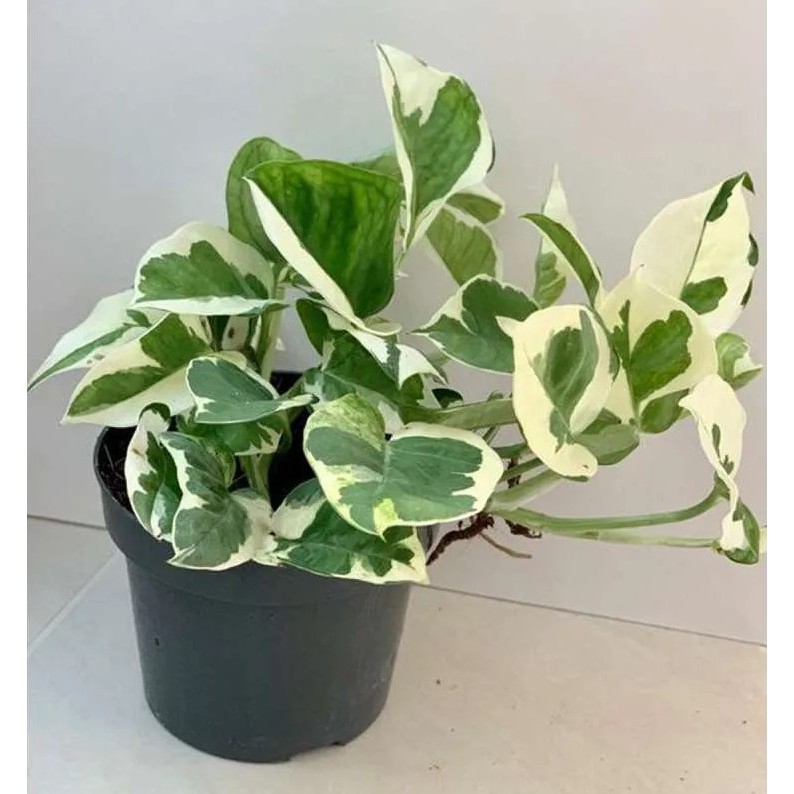 Tanaman Hias Njoy / Sirih Gading Njoy / Sirih Njoy / Epipremnum Aureum Njoy