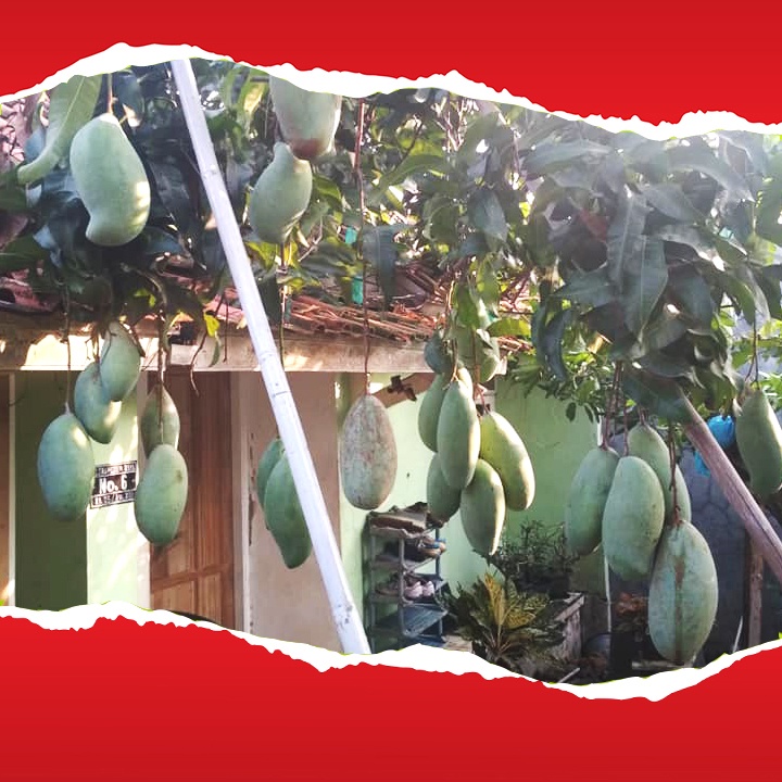 Bibit Mangga Mahatir 60 cm up