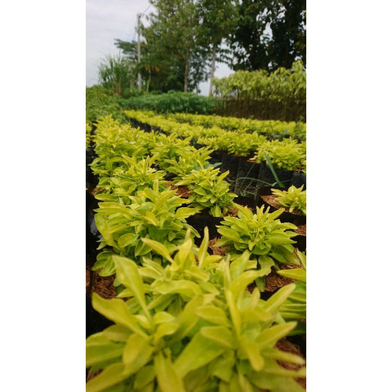 Bunga Krokot Warna Warni Hida bibit purworejo