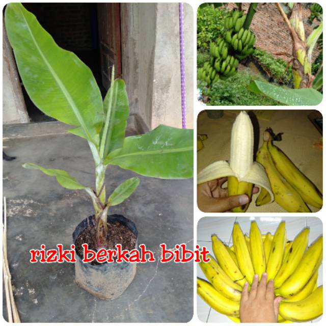 Bibit pisang ambon mini super