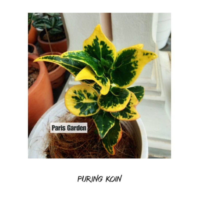 TANAMAN HIAS PURING KOIN POHON PURING JENGKOL - BIBIT POHON PURING KOIN KROTON PURING