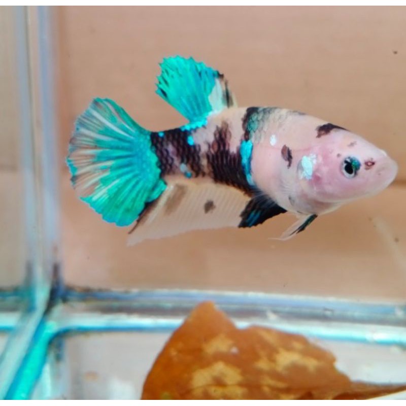 Ikan Cupang Koi Galaxy betina (FULL EGG)