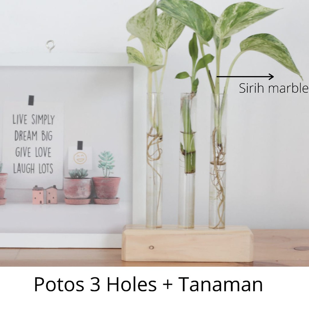 (TANAMAN) Vas Bunga Kayu Tabung Kaca Air Propagasi Water Propagation Wadah Tabung Reaksi Aesthetic