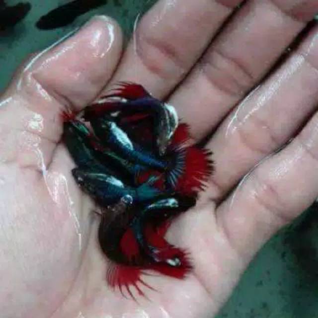 Ikan Cupang Hias Jenis Serit Ct Shopee Indonesia