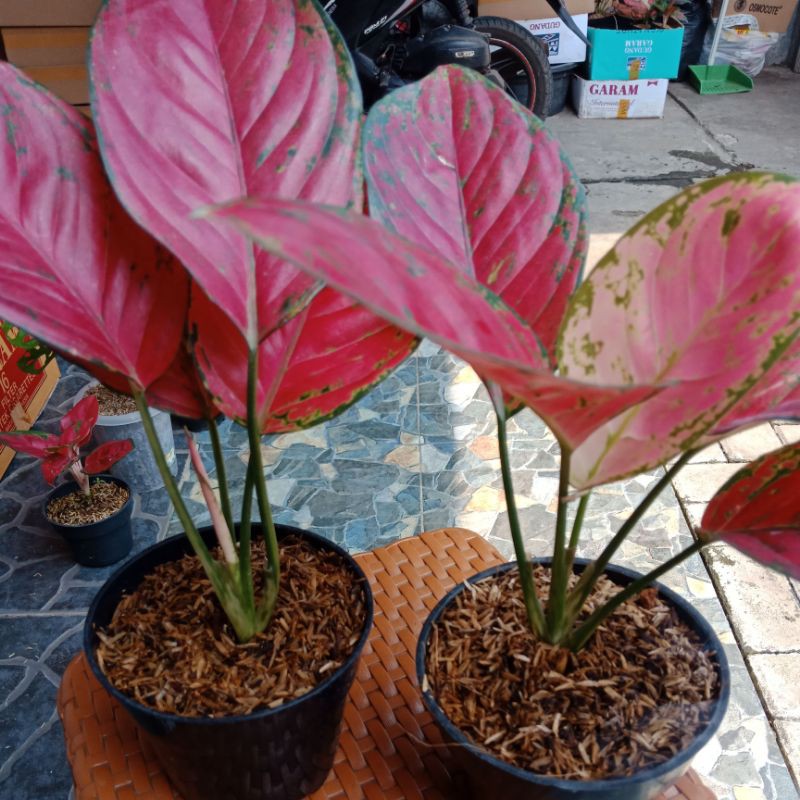 aglaonema red king jumbo