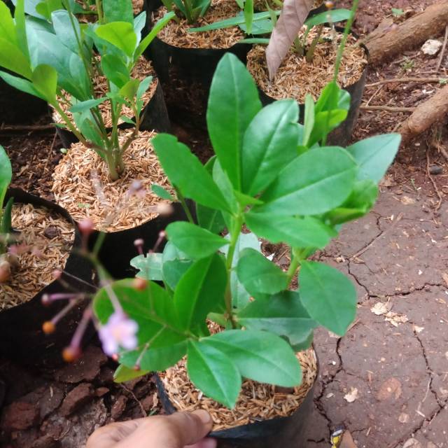 Ginseng hijau ginseng ijo pohon ginseng hijau tanaman hias ginseng hijau pohon ginseng