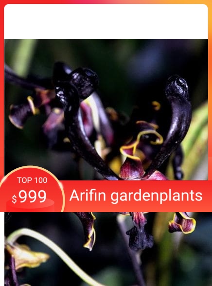 Anggrek Dendrobium Black Spider x besi remaja