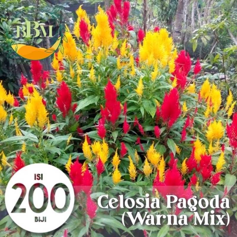 Benih Biji Bunga celosia