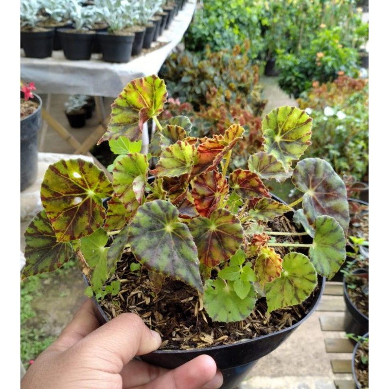 tanaman hias begonia tiger / begonia karpet