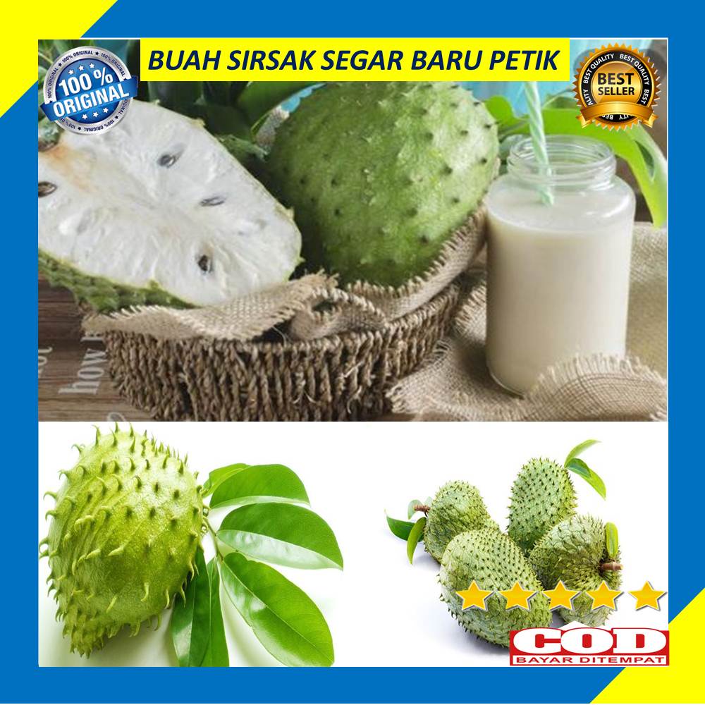 

Buah Sirsak 1 Kg Segar Baru Petik Fresh