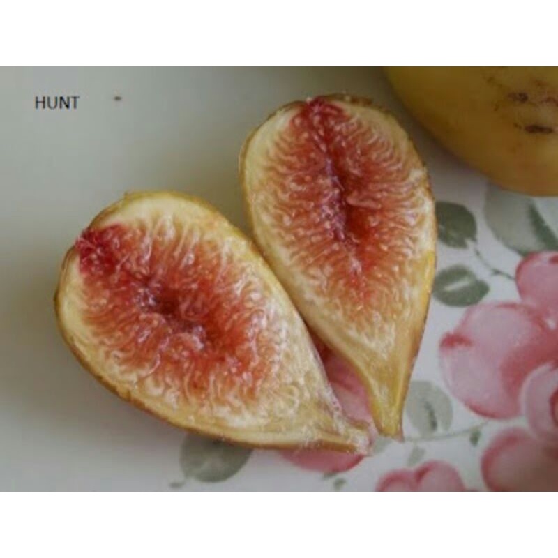 bibit buah tin jenis langka HUNT - fresh cangkok