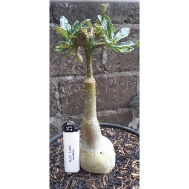 ADENIUM KRISTATA YAMAN GRAFTING