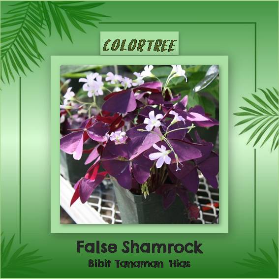 Bibit Tanaman False Shamrock