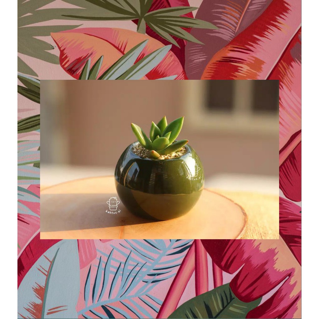 3 pot KERAMIK saja / + Tanaman kaktus sukulen mini kaca minimalis putih