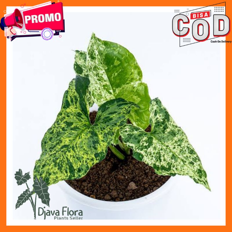 Tanaman Syngonium Mojito / SYNGONIUM MOJITO BESAR