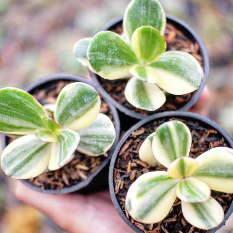 Sukulen Jade Plant Variegata