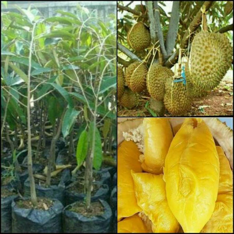 bibit durian monthong