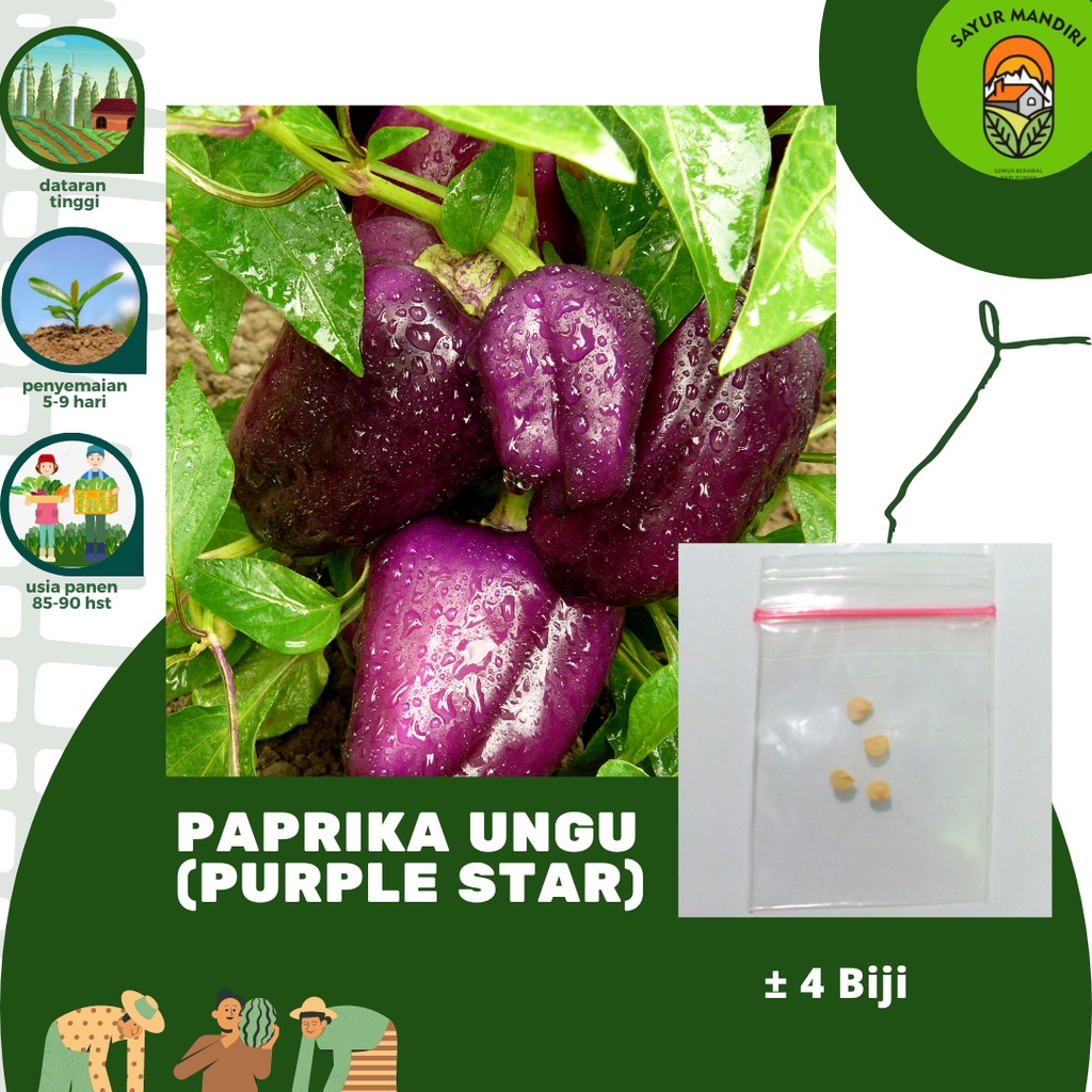 Benih Paprika Ungu Purple Star Seribuan