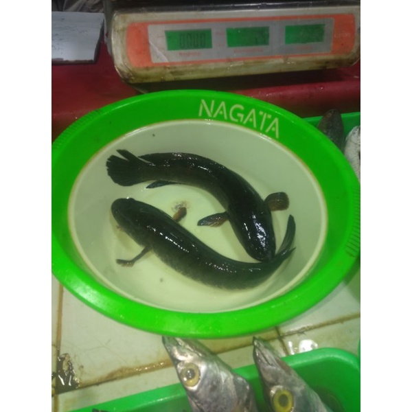 ikan gabus segar