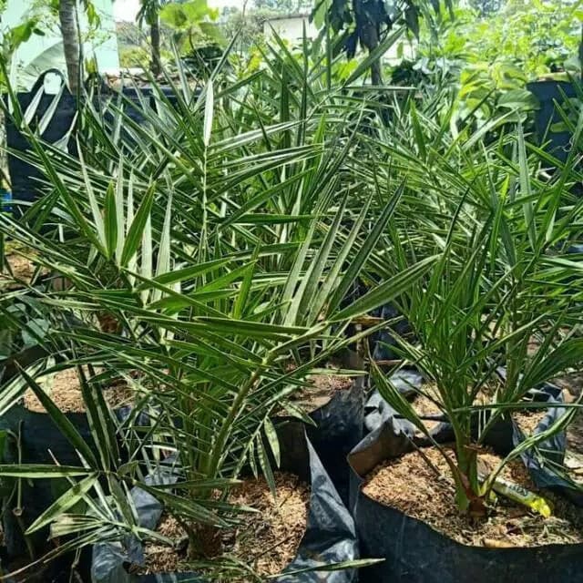 Tanaman hias kurma ajwa /Bibit pohon kurma ajwa / umur 3 tahun