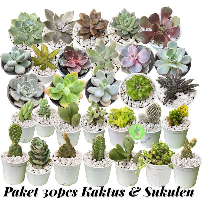 Paket 30pcs Kaktus Sukulen Seperti Foto Free Pot Media Tanam