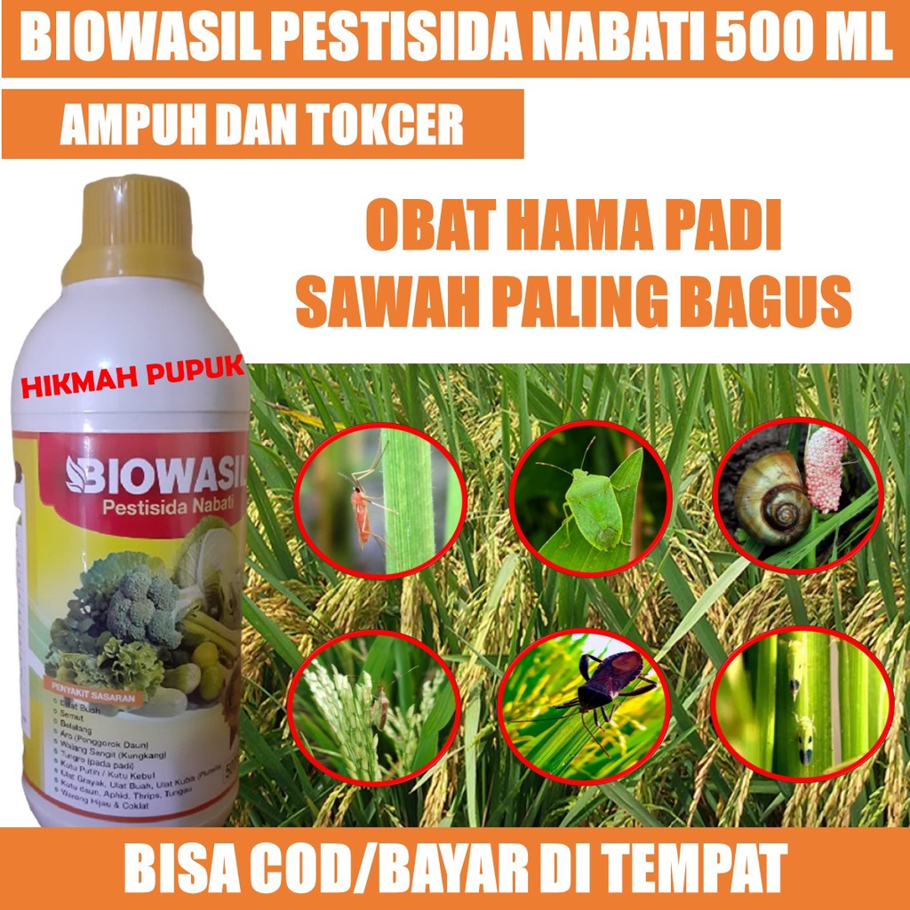 TERLARIS BIOWASIL INSEKTISIDA HAMA PADI DI SAWAH PALING BAGUS - Pestisida Padi Untuk Atasi Hama Padi, Pupuk Hama Ulat Daun Padi, Pupuk Semprot Merah Padi, Pupuk Belalang Padi &amp; Semua Hama Padi Terbaik - Insektisida Pembasmi Wereng Tanaman Padi