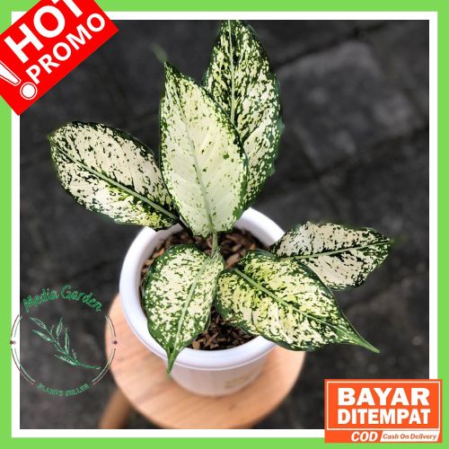COD Aglonema Snow White Murah | Tanam Hias Aglonema Snow White Murah Nampol