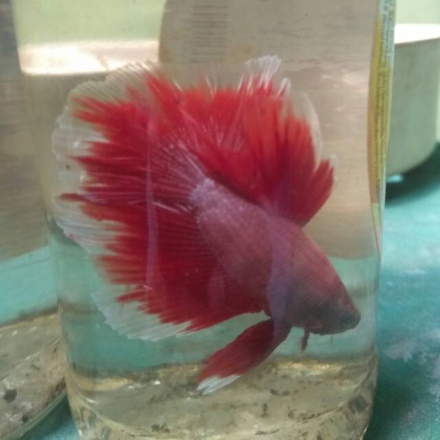 Ikan cupang hias halfmoon merah putih size L