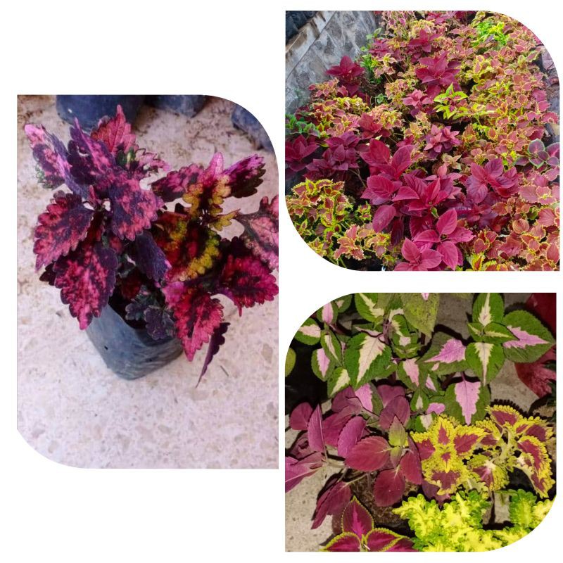 BUNGA MIANA,PAKETAN 10MACAM WARNA