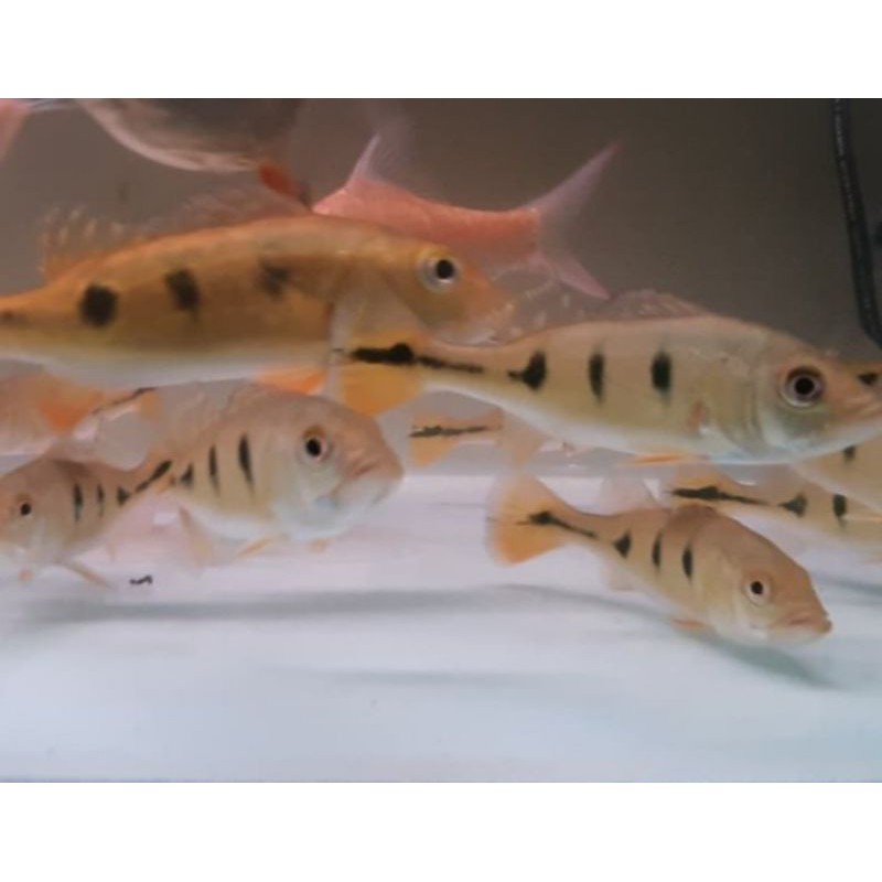 

ikan pbass mono