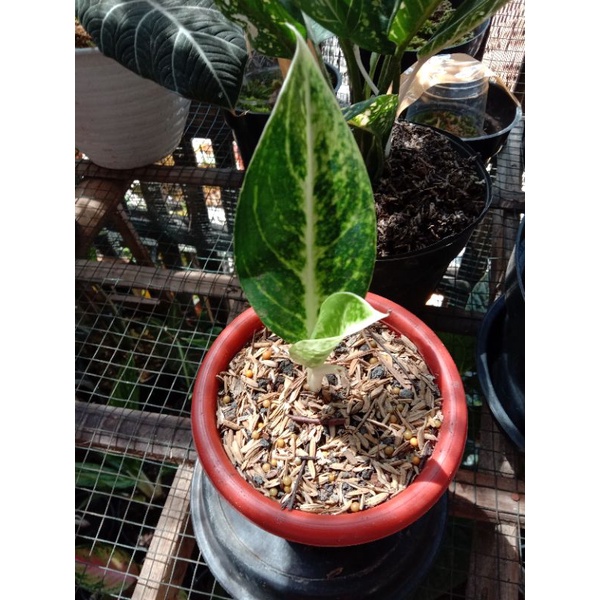 aglonema bigroy putih