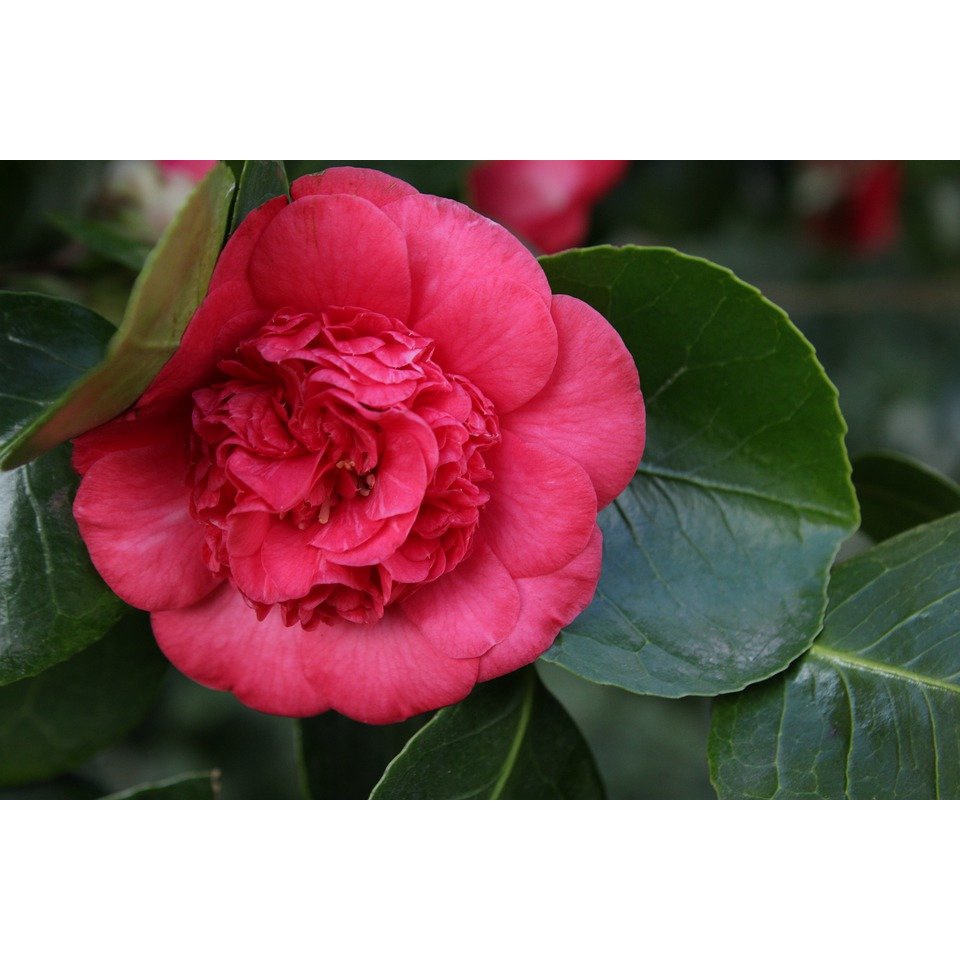 Pohon Camelia Indukan Berbunga Tanaman Bergaransi