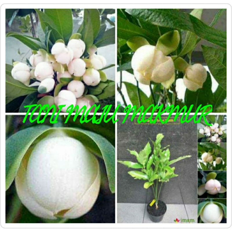 BIBIT BUNGA CEMPAKA TELOR PUTIH ASLI