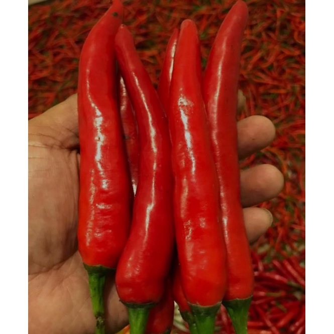 

CABE MERAH BESAR LOKAL FRESH (1KG)